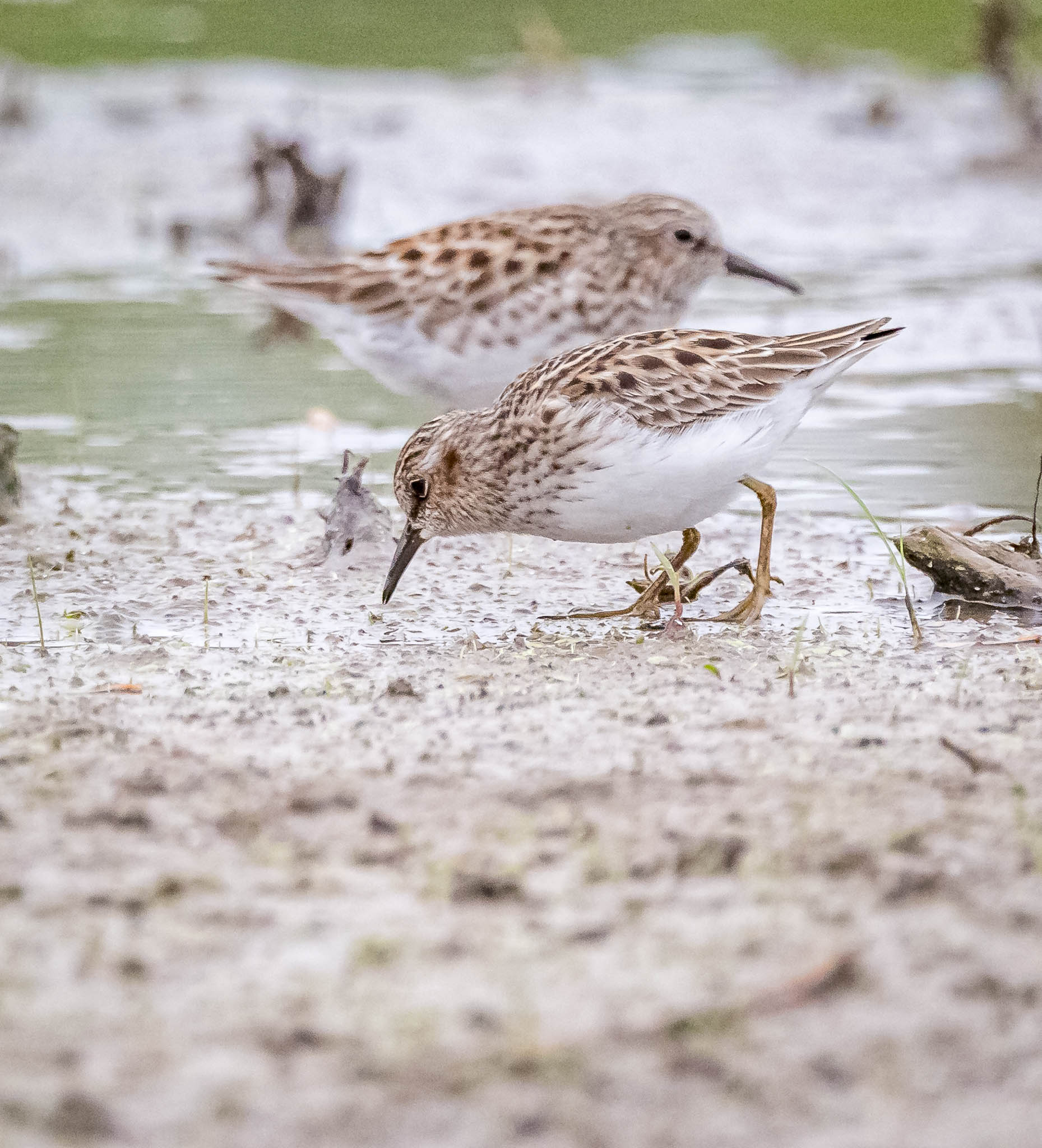 Least Sandpiper